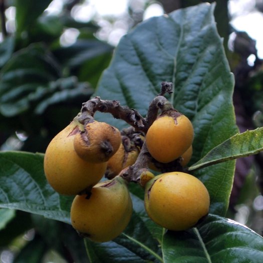 Eriobotrya japonica